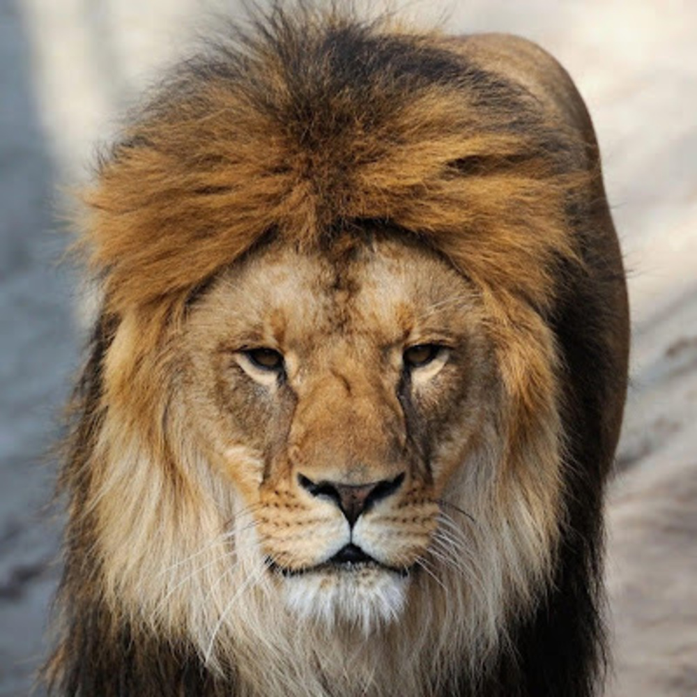 Meet your Posher, Moustapha